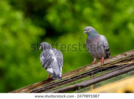 Similar – Image, Stock Photo Supported wooden beam, above which a window lets light into the building site.