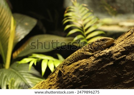 Image, Stock Photo Tiny lizard on trunk