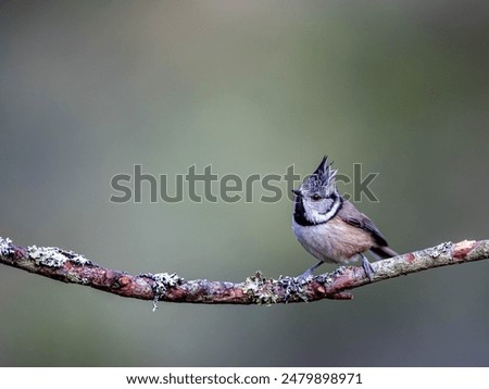 Similar – Image, Stock Photo Crested tit in the woods on a branch