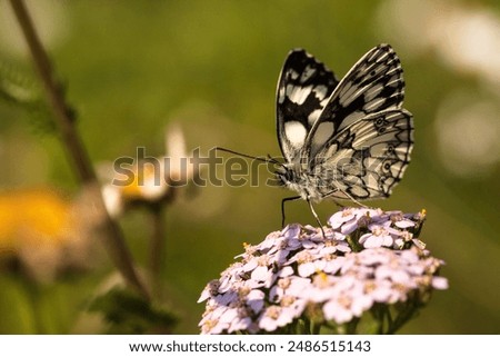 Foto Bild Schafgarbe am Wegesrand