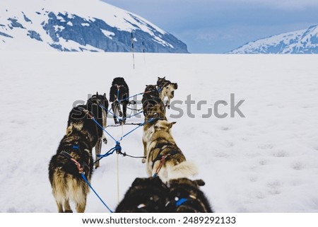 Image, Stock Photo Dogs Pulling Sled in Norwegian Forest