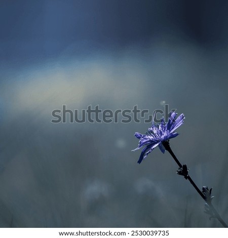 Similar – Image, Stock Photo Blooming stem of chicory at meadow. The roots of this wildflower is used for alternative coffee drink. Unfocused summer meadow, green vegetation and blue sky at background. Selective focus.