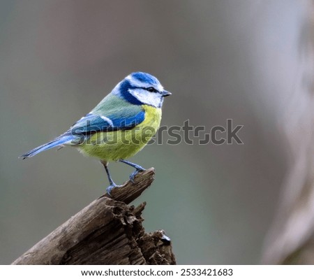 Similar – Image, Stock Photo Curious blue tit on a tree trunk