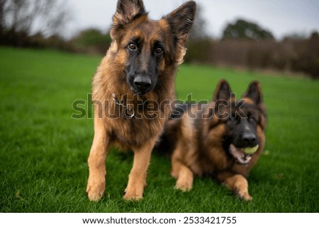 Similar – Foto Bild Schäferhund entspannt