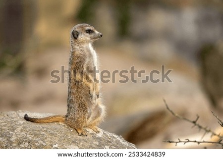 Similar – Image, Stock Photo Meerkat