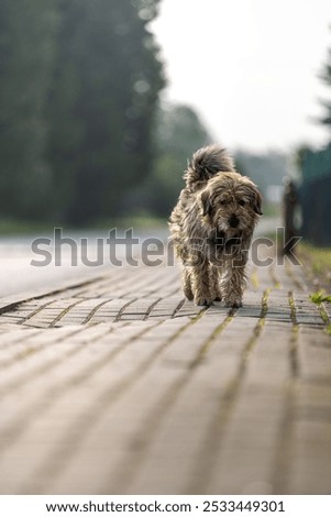 Similar – Image, Stock Photo Dog running on stone pier