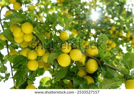 Similar – Image, Stock Photo Ripe yellow plums hanging from the tree.