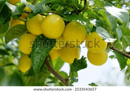 Similar – Image, Stock Photo Ripe yellow plums hanging from the tree.