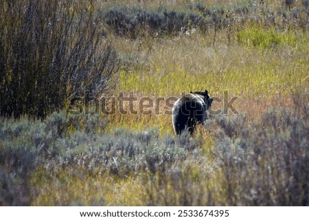 Similar – Foto Bild Grizzlybär auf dem Weg durch den Wald