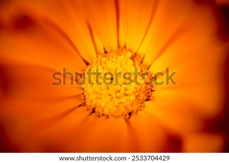 Similar – Image, Stock Photo orange petals detail of a chrysanthemum