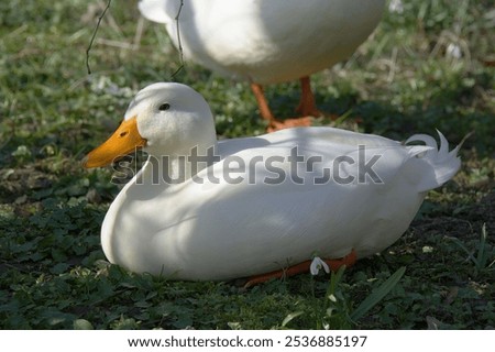 Similar – Image, Stock Photo White duck on the shore of pond with green reflecting water surface