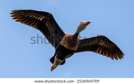 Similar – Image, Stock Photo Black duck on lake in mountains