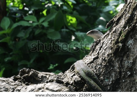 Similar – Image, Stock Photo Tiny lizard on trunk