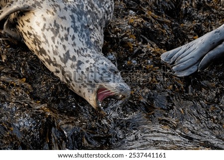 Similar – Foto Bild Seehund liegt am Strand der Düne von Helgoland