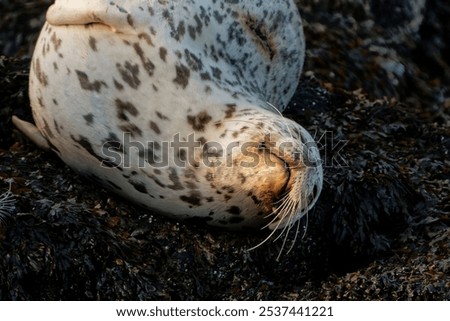 Similar – Foto Bild Seehund liegt am Strand der Düne von Helgoland