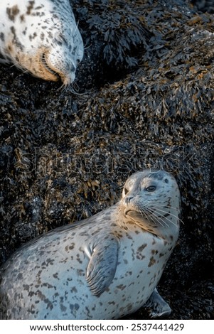 Similar – Foto Bild Seehund liegt am Strand der Düne von Helgoland