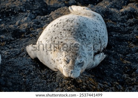 Similar – Foto Bild Seehund liegt am Strand der Düne von Helgoland