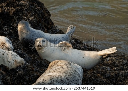 Similar – Foto Bild Seehund liegt am Strand der Düne von Helgoland