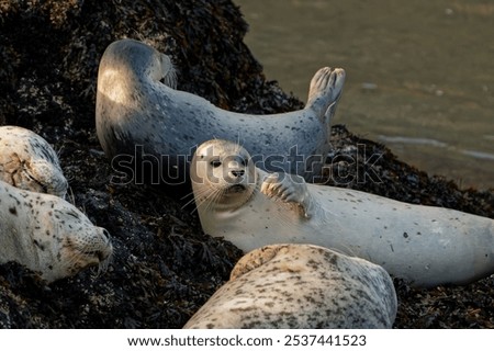 Similar – Foto Bild Seehund liegt am Strand der Düne von Helgoland