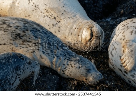 Foto Bild Seehund liegt am Strand der Düne von Helgoland