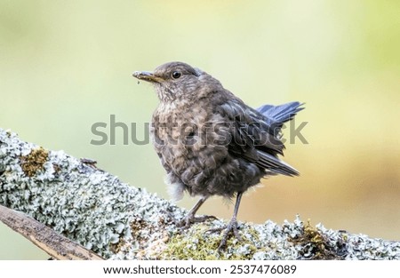 Similar – Foto Bild Aufgeplusterte Amsel im Sonnenschein