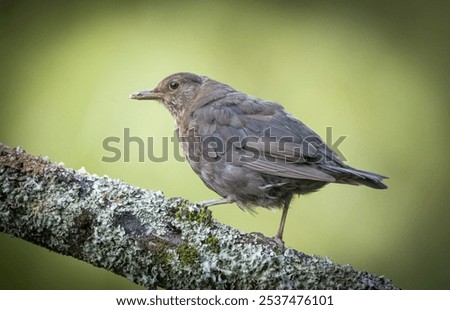 Similar – Foto Bild Aufgeplusterte Amsel im Sonnenschein