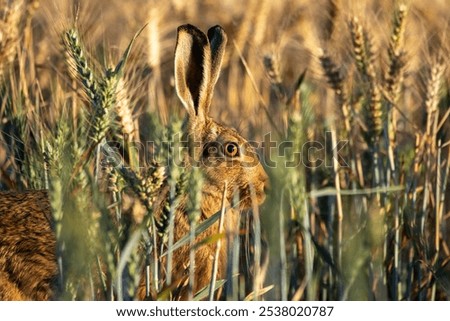 Similar – Image, Stock Photo Brown hare on a forest path has discovered the photographer