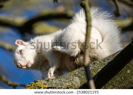 Similar – Image, Stock Photo Cute white albino squirrel sitting on a branch