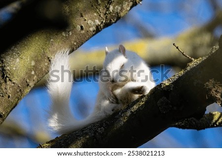 Similar – Image, Stock Photo Cute white albino squirrel sitting on a branch