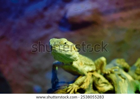 Similar – Image, Stock Photo bearded dragons Nature