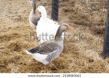 Similar – Image, Stock Photo Spacious field with dry grass and hills behind