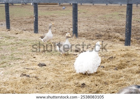 Similar – Image, Stock Photo Spacious field with dry grass and hills behind