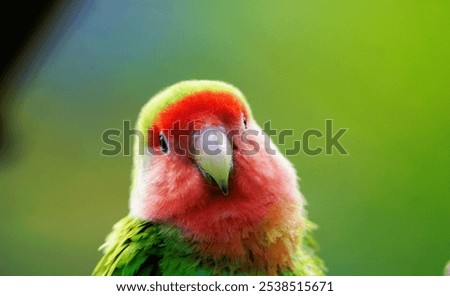 Similar – Image, Stock Photo Beautiful lovebird on a branch