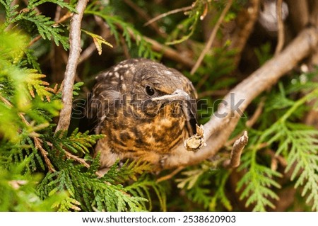 Similar – Foto Bild Junge Amsel sitzt auf Leiter und wird von Mutter mit Insekten gefüttert