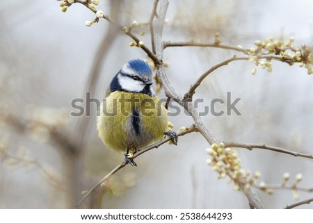 Similar – Image, Stock Photo blue tit on a branch near the bird feeder