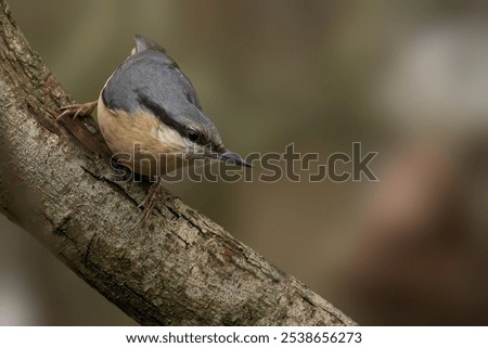 Image, Stock Photo Ruffled Nuthatch