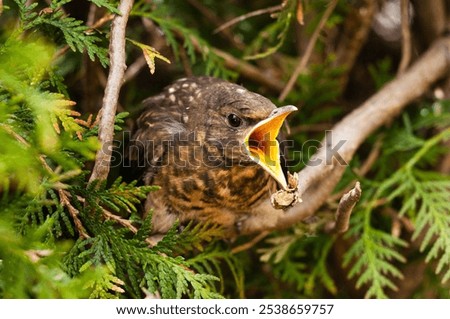 Similar – Foto Bild Junge Amsel sitzt auf Leiter und wird von Mutter mit Insekten gefüttert