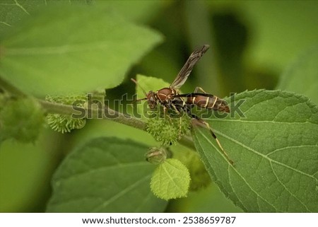 Similar – Image, Stock Photo wasps Wasps Insect Pierce