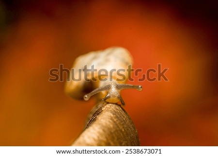 Similar – Image, Stock Photo small snail shell sticks to plant stem