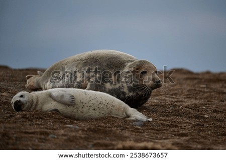 Similar – Foto Bild Kuscheln Natur Landschaft