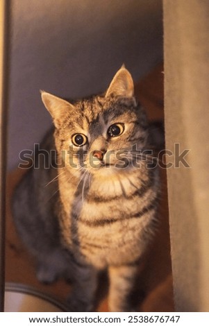 Similar – Image, Stock Photo nosy cat spies Animal Pet