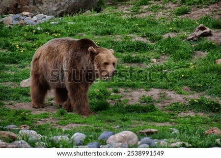 Similar – Foto Bild Grizzlybär auf dem Weg durch den Wald