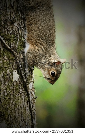 Similar – Foto Bild Schnüffelndes Eichhörnchen im Baum