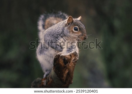 Similar – Foto Bild Schnüffelndes Eichhörnchen im Baum