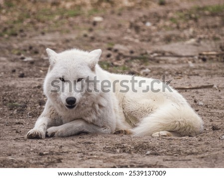 Foto Bild Wölfe ruhen im Sonnenstrahl im Wald