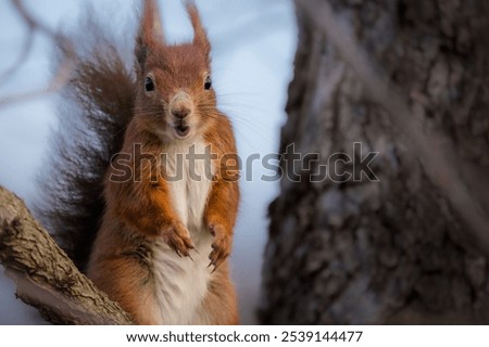 Similar – Foto Bild Schnüffelndes Eichhörnchen im Baum