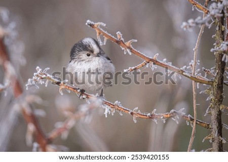 Similar – Foto Bild Schwanzmeise im Baum Natur