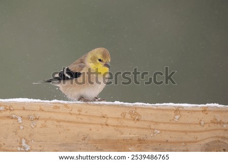 Similar – Image, Stock Photo Goldfinch in winter