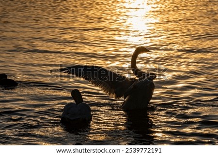 Image, Stock Photo swans in sunlight and shadow. White stripes of birch trees.