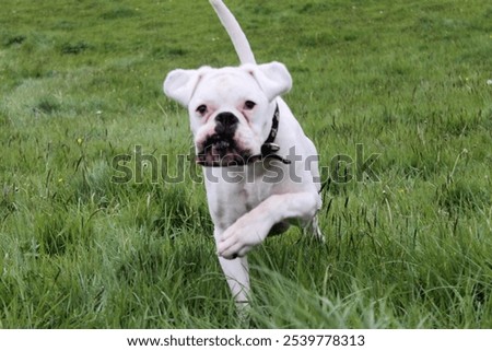 Similar – Foto Bild Boxer Hund Portrait Nahaufnahme Im Park